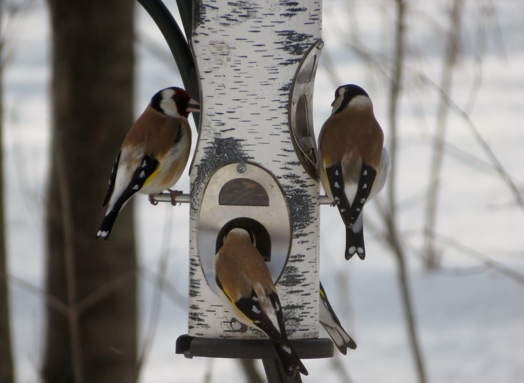 Backyard visitors